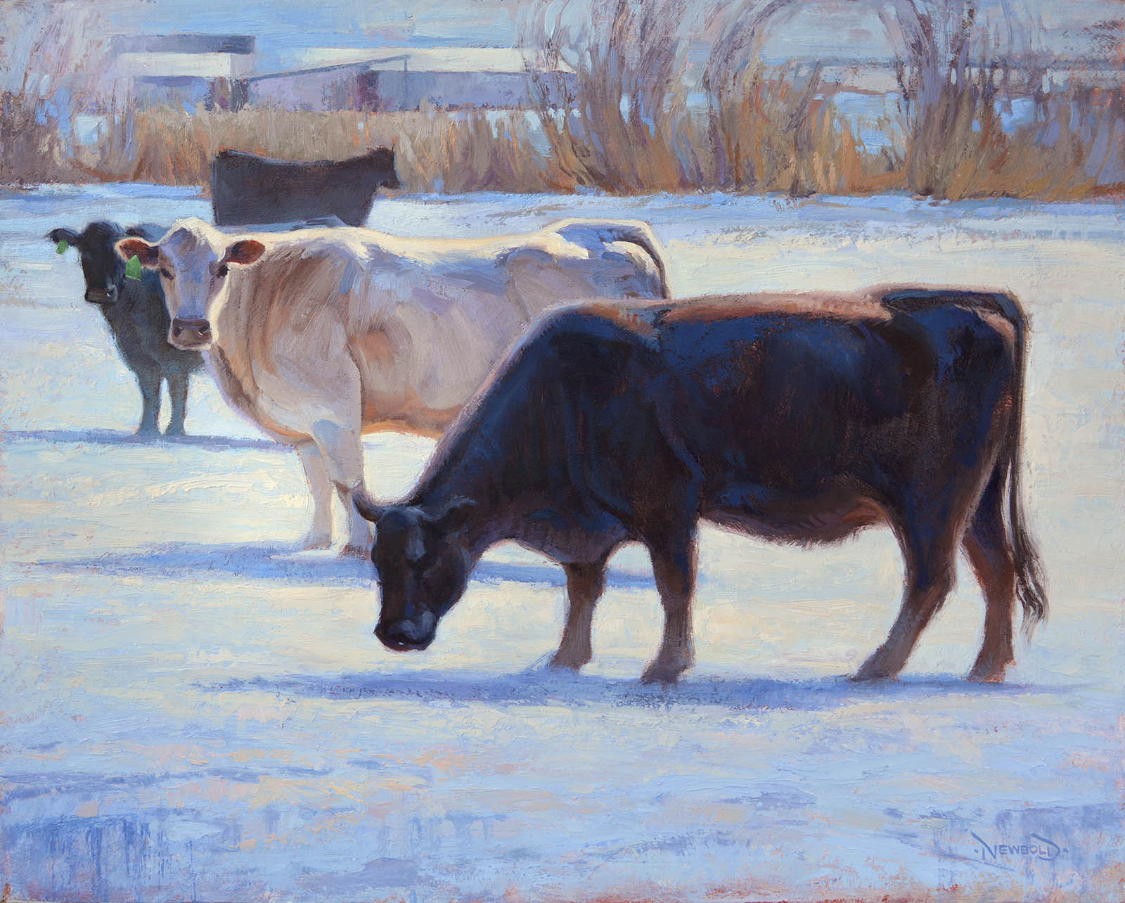 Snow Cows